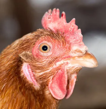 体育分析师头像